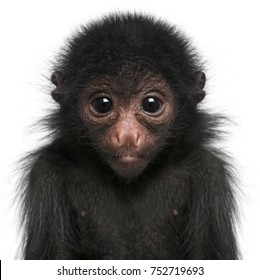 Red-faced Spider Monkey, Ateles paniscus, 3 months old, in front of white background