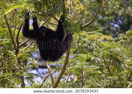 A red-faced spider monkey (Ateles paniscus) in Cultuurtuin in Paramaribo, Surinam