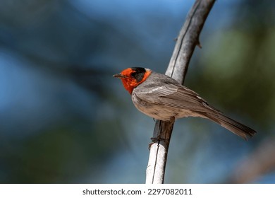 Red-faced warbler sitting on a perch