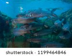 Red-finned cigar shark in fish tank.