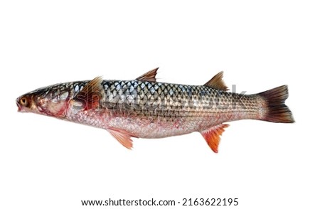 Red-finned mullet (Mugil soiuy, Redlip mullet (Liza haematocheilus)). This fish lives in Eurasia. Acclimatization and breeding facility. Isolated on white