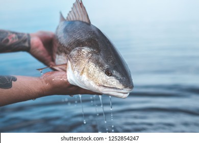 Redfish Drip Shot, Fishing The Flats Of NE Florida. 