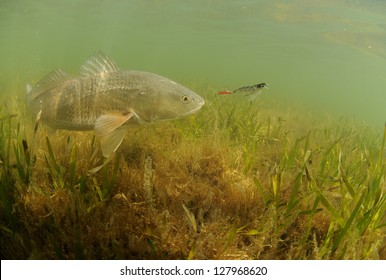 Redfish In Ocean Chasing Lure While Fishing