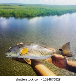 Redfish With A Perfectly Round Spot On It’s Tail Caught In Myrtle Grove, Louisiana