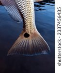 Redfish tail caught in Inlet Beach, Florida.