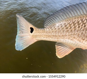 Redfish Tail With A Heart Shaped Spot