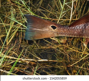 A Redfish Tail With A Spot And Teal Outline In The Louisiana Marsh