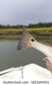 Redfish Tail With Water Background