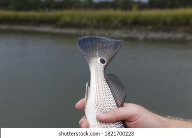 Redfish Tail With Water Background