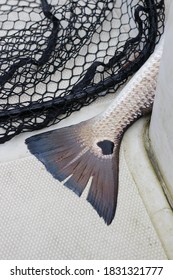 Redfish Tail With Water Background