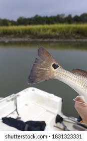 Redfish Tail With Water Background