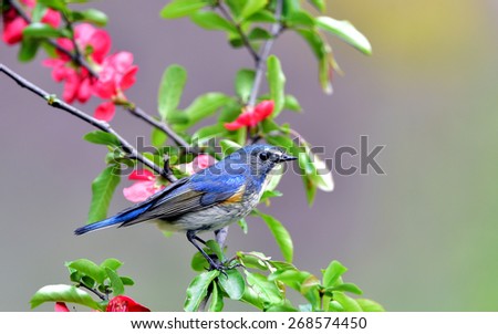 Similar – Image, Stock Photo bird Beautiful Life Man