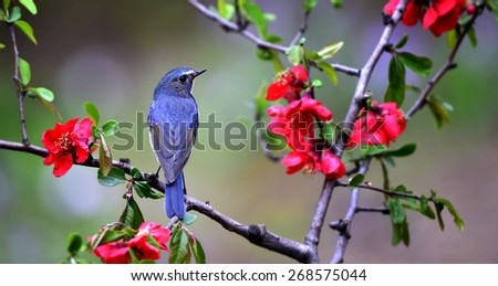 Similar – Image, Stock Photo bird Beautiful Life Man