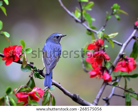Similar – Image, Stock Photo bird Beautiful Life Man