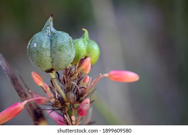 Redflower False Yucca Seed Pod From New Mexico