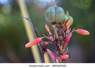 Redflower False Yucca Seed Pod From New Mexico