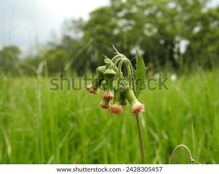 The redflower ragleaf (Crassocephalum crepidioides) flowers among the pasture in northwestern Taiwan.