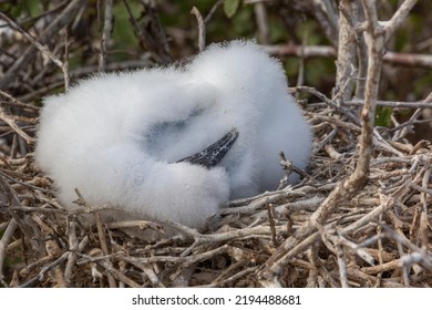 A red-footed booby nestling sleeps on a nest of sticks.  The cute, white fuzzball will grow up with brown feathers, like its brown morph parents. - Shutterstock ID 2194488681