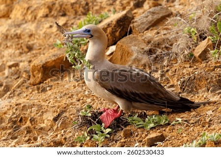 Red-footed Booby (Sula sula) gathering nesting material - Galapagos Islands