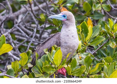 1,112 Red footed boobie Images, Stock Photos & Vectors | Shutterstock