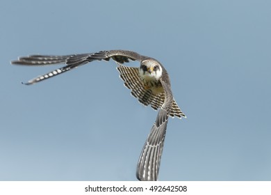Red-footed falcon