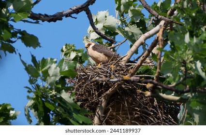 Red-footed Falcon, Falco vespertinus, female in her Nest, Hungary - Powered by Shutterstock