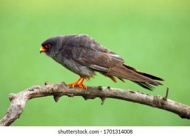 Red Falcon High Res Stock Images Shutterstock - roblox feather family falcon