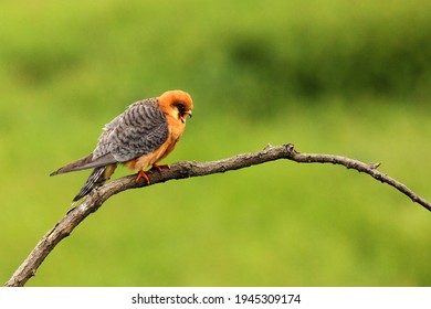 Red Falcon High Res Stock Images Shutterstock - roblox feather family falcon