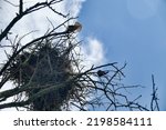 Red-footed falcon (Falco vespertinus) nesting in a colony of rooks in steppe zone of Black Sea region in forest plantations (strip of wood). The falcon expels the rook and occupies its nest.