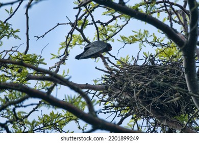 Red-footed falcon (Falco vespertinus) nesting in a colony of rooks. The falcon expels the rook and occupies its nest. The male performs mating demonstrations and screams