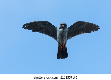 Red-footed Falcon With Fierce Look In Flight