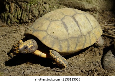 Redfooted Tortoise Chelonoidis Carbonarius Species Tortoise Stock Photo ...