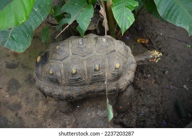 The red-footed tortoise (Chelonoidis carbonarius) is a species of tortoise from northern South America.hey have dark-colored, loaf-shaped carapaces (back shell) with a lighter patch in the middle  - Shutterstock ID 2237203287