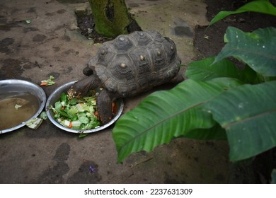 The red-footed tortoise (Chelonoidis carbonarius) is a species of tortoise from northern South America.hey have dark-colored, loaf-shaped carapaces (back shell) with a lighter patch in the middle  - Shutterstock ID 2237631309