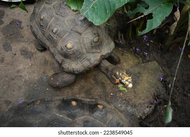 The red-footed tortoise (Chelonoidis carbonarius) is a species of tortoise from northern South America.hey have dark-colored, loaf-shaped carapaces (back shell) with a lighter patch in the middle  - Shutterstock ID 2238549045