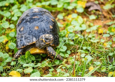 A red-footed tortoise (Chelonoidis carbonarius) is walking on the path. 
A species of tortoise from northern South America. 
 They have dark-colored, loaf-shaped carapaces with a lighter patch.