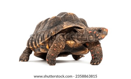 red-footed tortoise facing at the camera, Chelonoidis carbonarius, isolated on white