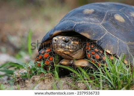 Red-footed tortoise facing camera in grass, Pantanal Wetlands, Mato Grosso, Brazil