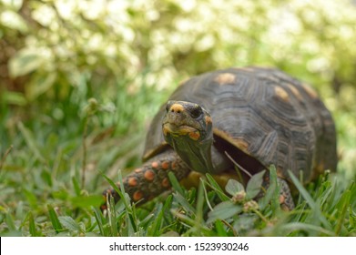 238 Morrocoy venezuela Images, Stock Photos & Vectors | Shutterstock