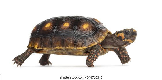 Red-footed tortoises (1,5 years old), Chelonoidis carbonaria, in front of a white background