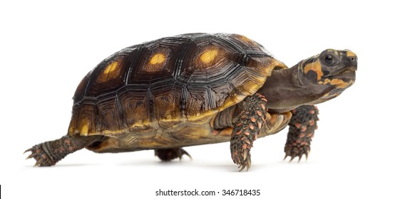 Red-footed tortoises (1,5 years old), Chelonoidis carbonaria, in front of a white background - Shutterstock ID 346718435