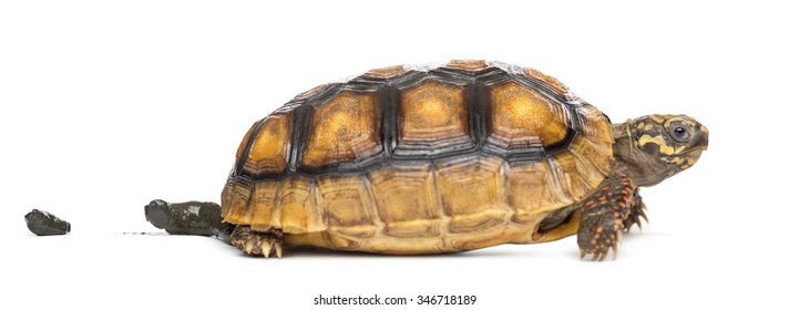Tortoise Poop Images Stock Photos Vectors Shutterstock,Green Onion Vs Scallion