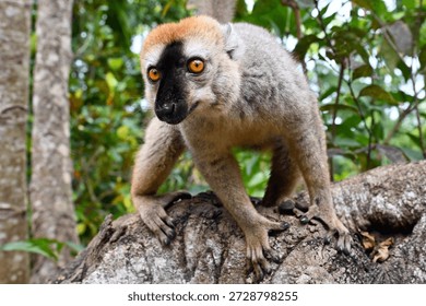 Краснолобый коричневый лемур, Eulemur fulvus, природа Мадагаскара,