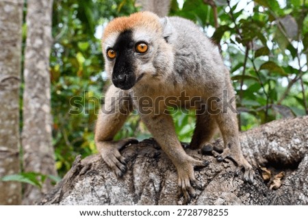 Red-fronted Brown Lemur, Eulemur fulvus, Madagascar nature,