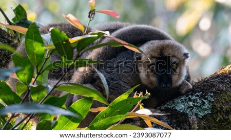 The red-fronted brown lemur (Eulemur rufifrons) in Ranomafana National Park in Madagascar