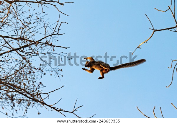 The\
red-fronted lemur (Eulemur rufifrons) flying through the sky in\
Kirindy Mitea National Park, in\
Madagascar