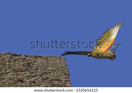 Red-fronted Macaw, ara rubrogenys, Adult in Flight