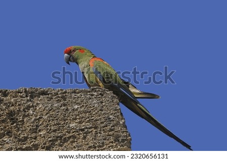 Red-fronted Macaw, ara rubrogenys, Adult standing on Rocks