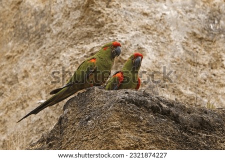Red-fronted Macaw, ara rubrogenys, Pair standing on Rocks