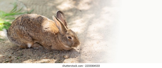 A red-gray rabbit, a hare close-up lies on the sand. Copy space - Powered by Shutterstock